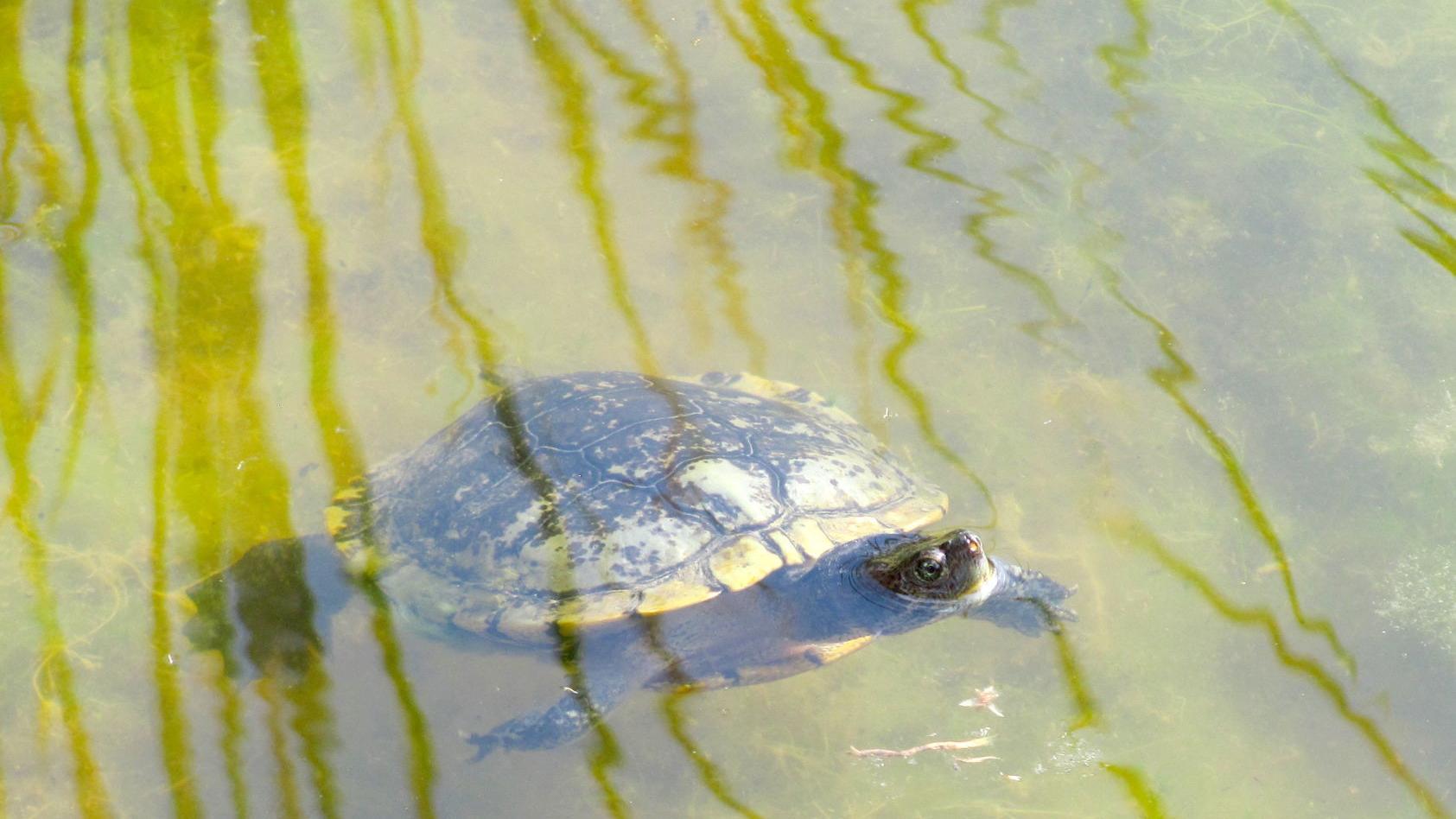 The main pond at Agua Caliente Park will get a major makeover